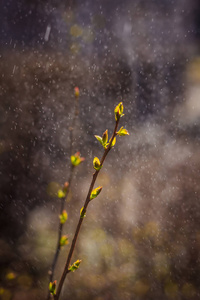 盛开的树枝和雨滴。新生活