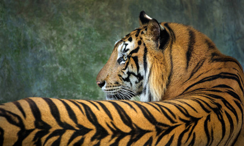 印度支那虎的多彩图案与肌肤