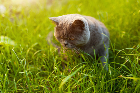 英国短毛猫猫的肖像在花园里的背光