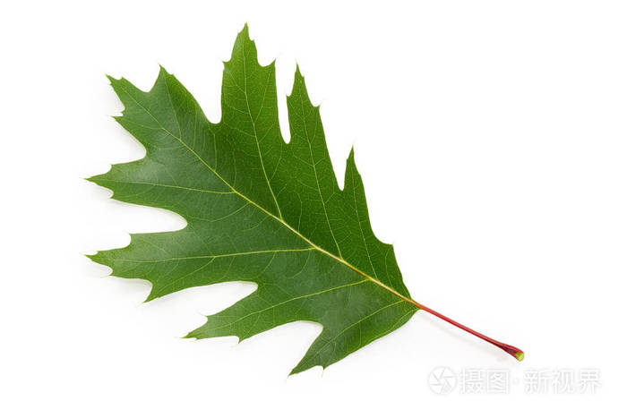 白色背景的北红橡木的单绿色锯齿叶