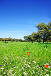 在葡萄牙 alentejo 地区麦田