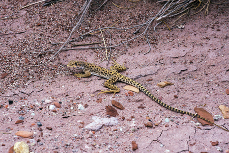 亚利桑那州北部莫哈韦沙漠中的豹子蜥蜴