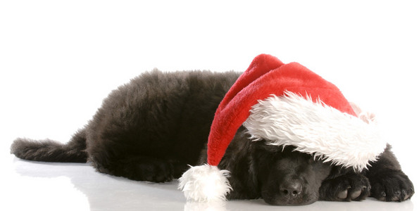 纽芬兰的小狗戴着圣诞帽