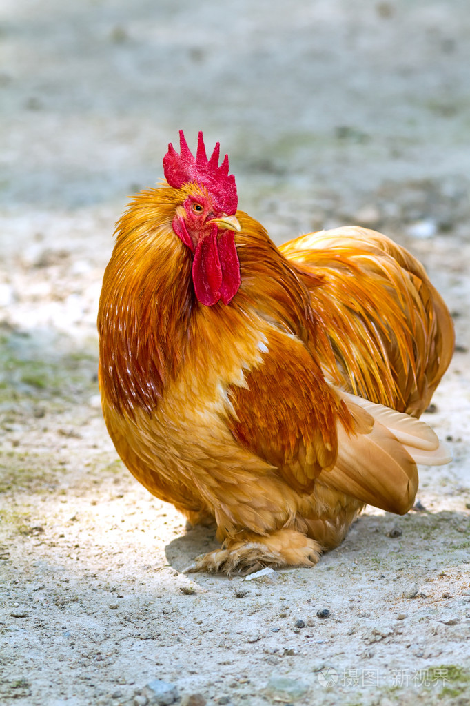 一只公鸡在农家的特写