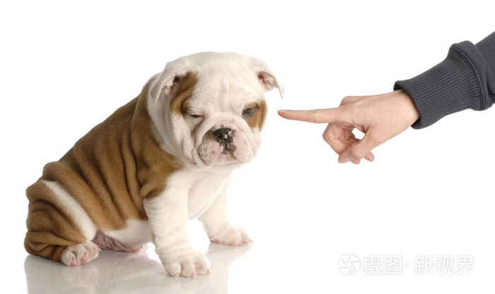 摇手指在九周老的英国牛头犬小狗人士手