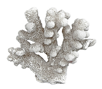孤立在白色背景上的珊瑚