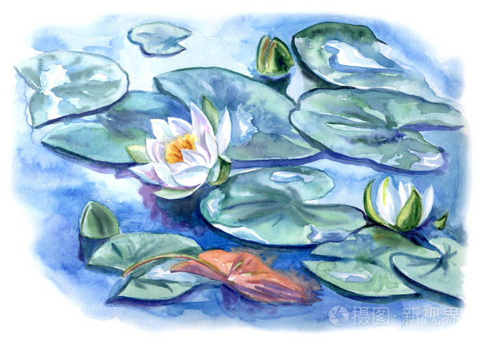 池塘上的白睡莲水彩插图