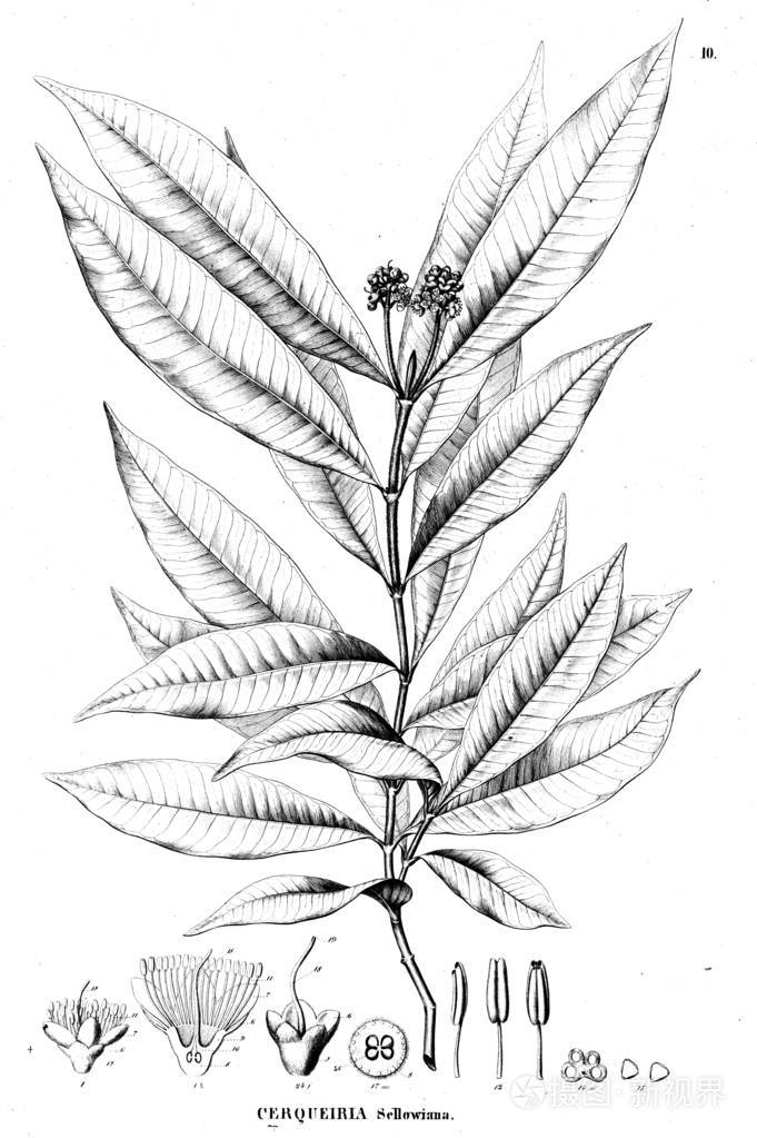 植物的例证旧插图