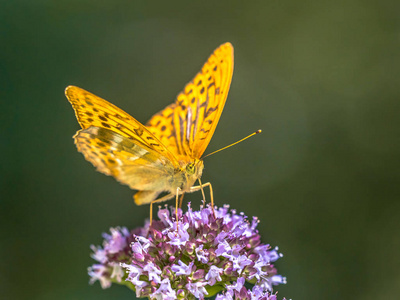 银洗贝母Argynnis Paphia是一种常见的和瓦利亚。