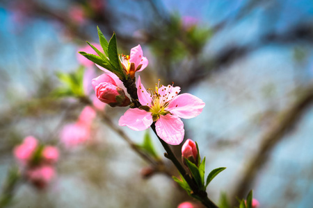 桃花