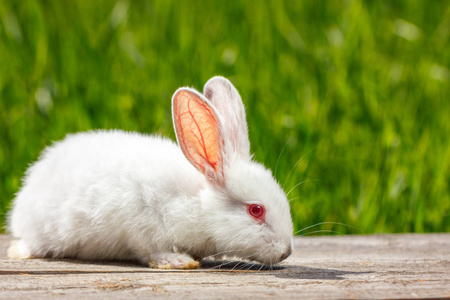 美丽可爱的白色兔子在自然绿色背景照片