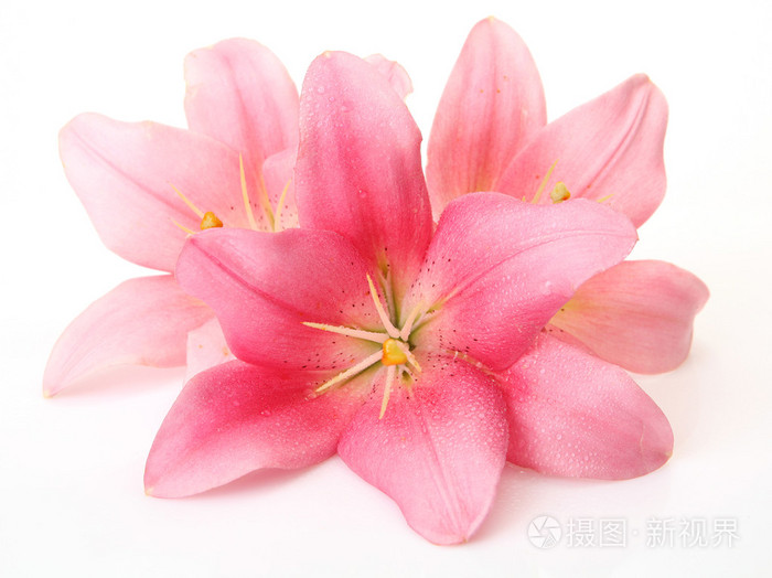 粉红色的百合花