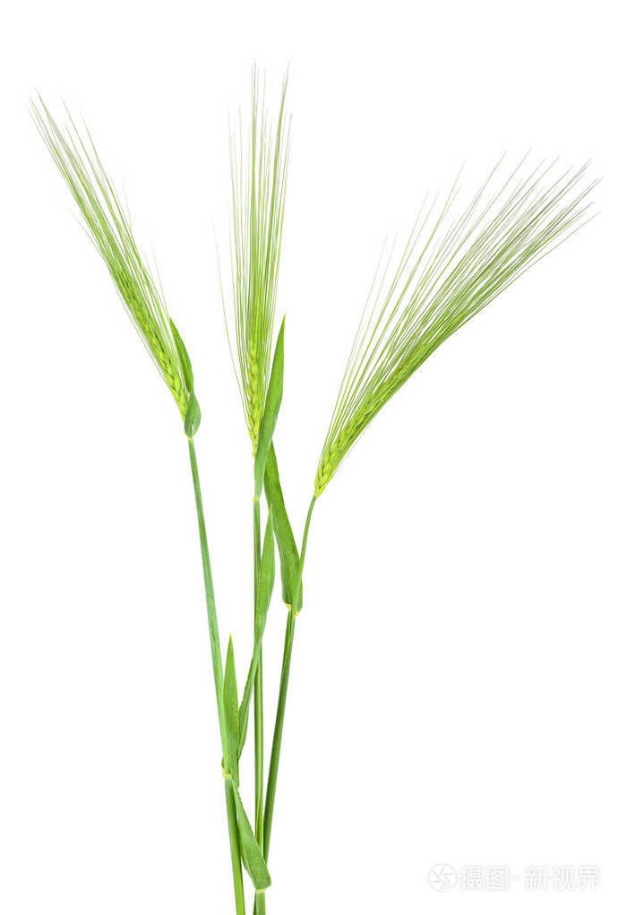 三大麦绿色小穗在白色背景下