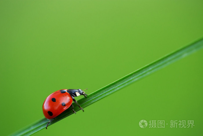 在绿色草地上的瓢虫