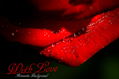 浪漫背景与红色的玫瑰花瓣和水珠