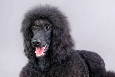 一个美丽的黑色贵宾犬的特写肖像坐在工作室的灰色背景