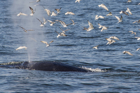饲喂海鸥图片-饲喂海鸥素材-饲喂海鸥插画-摄图新视界