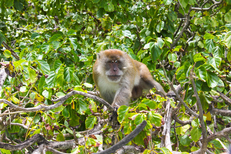 泰国野生猴子图片