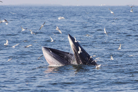 令人兴奋的飞行图片-令人兴奋的飞行素材-令人兴奋的飞行插画-摄图新