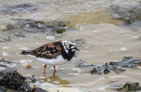 一只红润的 Turnstone 漫步在海边的海浪中 Lepe