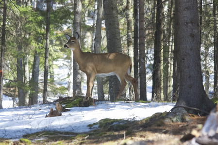 whitetails 鹿在其自然栖息地我