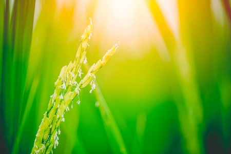 秋天阳光稻田绿稻植物特写阳光灿烂的生稻种子照片