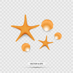 海贝壳和海星。逼真的3d 矢量图标。孤立