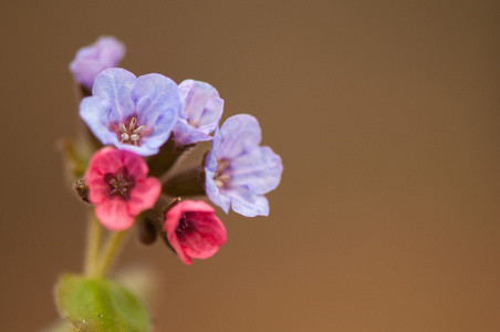 pulmonaria 暗箱