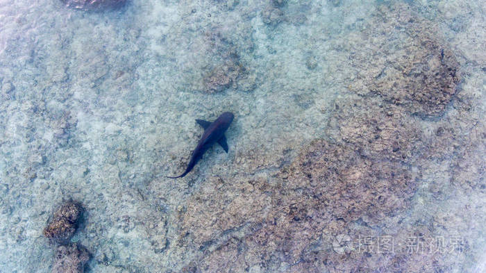 公牛鲨鱼的鸟瞰图 (carcharhinus leucas).太平洋的海洋的珊瑚礁.