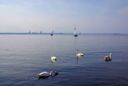 天堂鸟的看法 波兰语 Ptasi 拉吉 自然保护区在 Sobieszewo 海岛在格但斯克。格但斯克造船厂背景