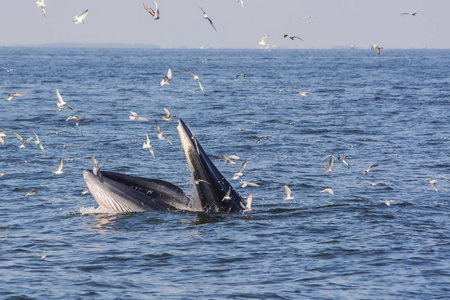 爆炸鱼图片-爆炸鱼素材-爆炸鱼插画-摄图新视界