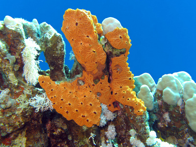 珊瑚礁与伟大黄海海绵底部的热带海图片