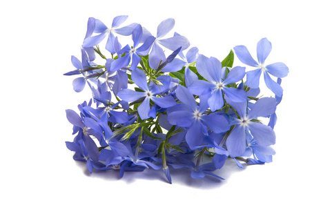 白色背景的蓝色 vinca 花
