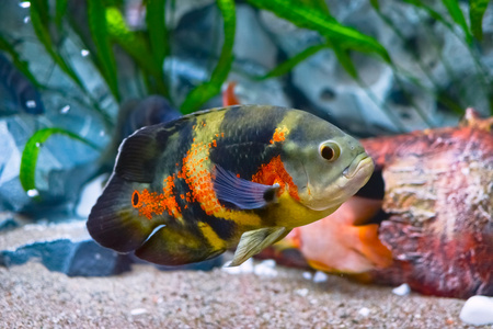 奥斯卡在水族馆的鱼图片