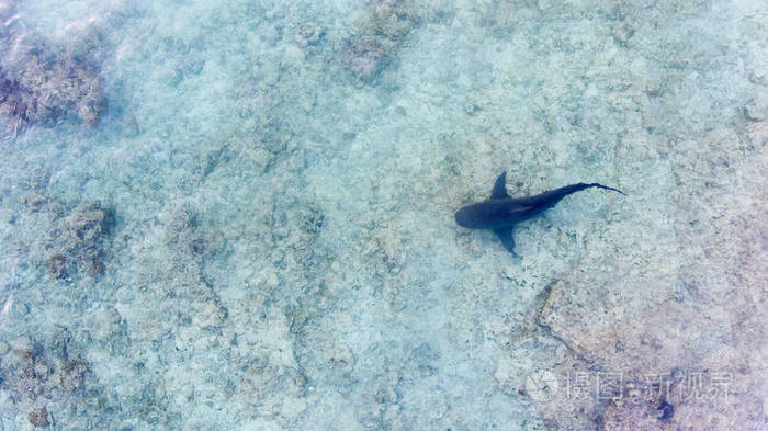 公牛鲨鱼的鸟瞰图 (carcharhinus leucas).太平洋的海洋的珊瑚礁.