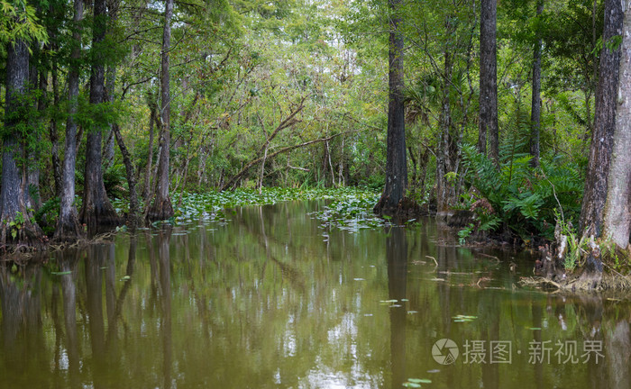 佛罗里达大沼泽地
