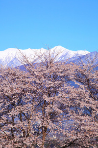 樱桃树和山