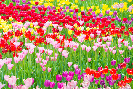公园里美丽多彩的郁金香花坛
