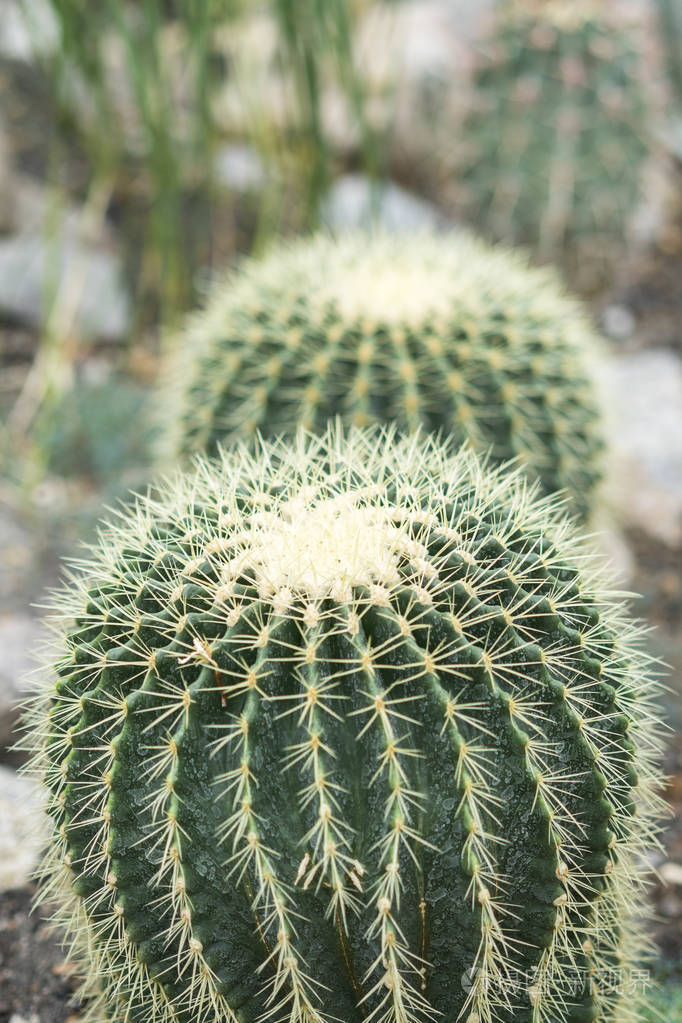 两个圆形大仙人掌照片-正版商用图片061r2b-摄图新视界