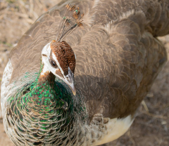 看着 peahen 的图像