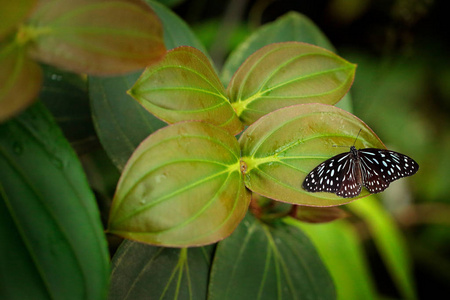 Tirumala hamata, 来自澳大利亚的蓝虎蝴蝶。美丽的昆虫在绿色, 蝴蝶坐在绿色事假, 森林栖所