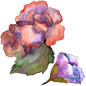 粉红色和紫色的 gardania。花卉植物花。独立的插图元素。背景质地包装图案框架或边框的水彩画野花
