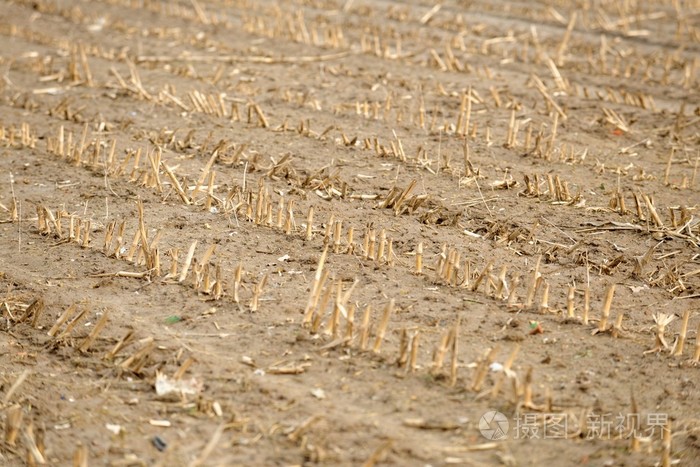 干耕地与死了的植物