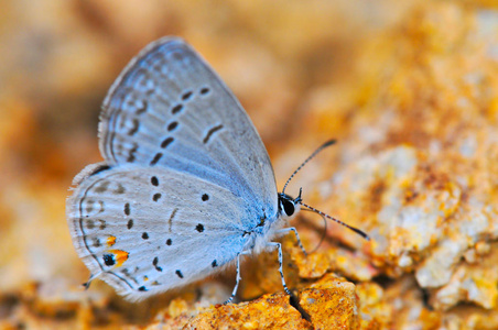 小东部尾蓝色 库皮 comyntas 蝴蝶在岩石表面