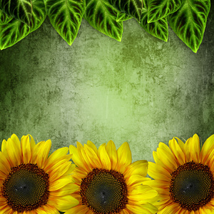 绿色叶子 grunge 绿色背景上的帧 ans 向日葵