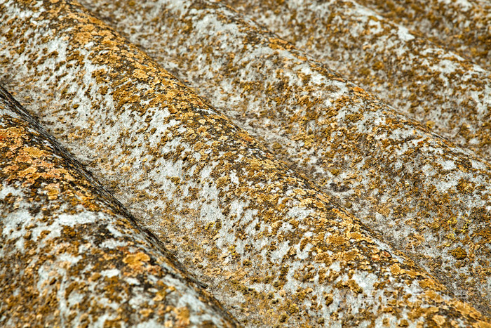 moss背景