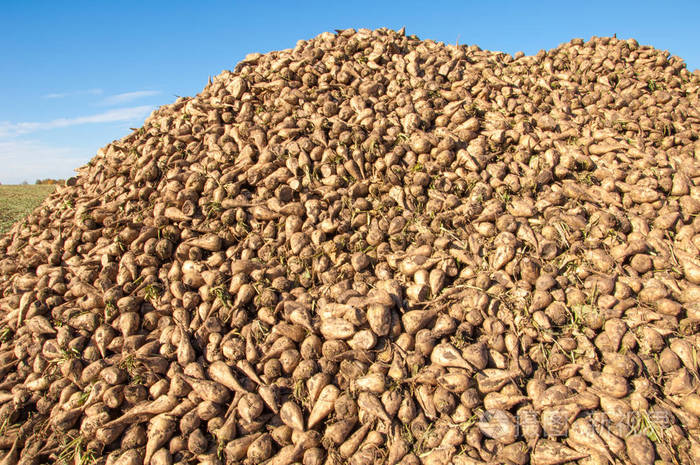 秋天的场面.收获的甜菜.因运输到糖厂而受伤.甜菜的各种从其中提取糖.