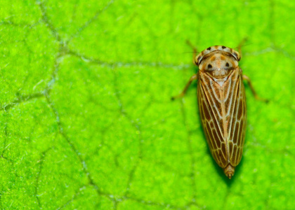 叶蝉图片