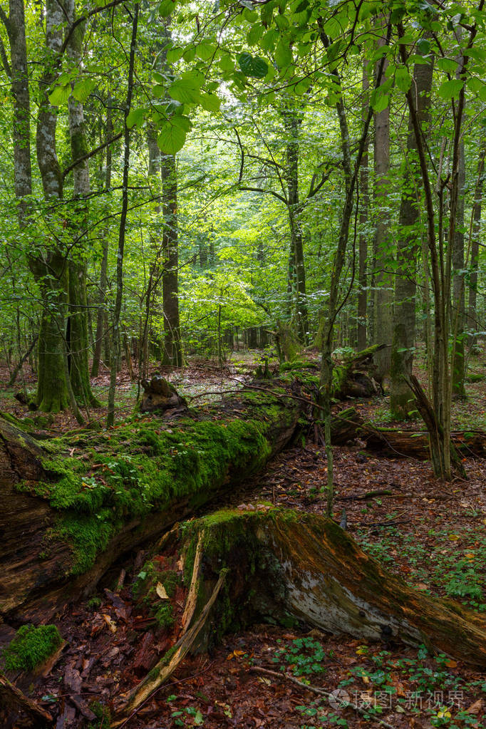 bialowieza 森林, 波兰, 欧洲下降了