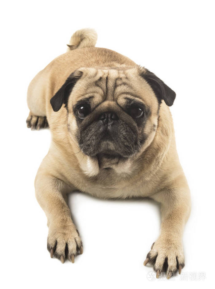 白色背景可爱的哈巴狗特写照片-正版商用图片0621wj-摄图新视界